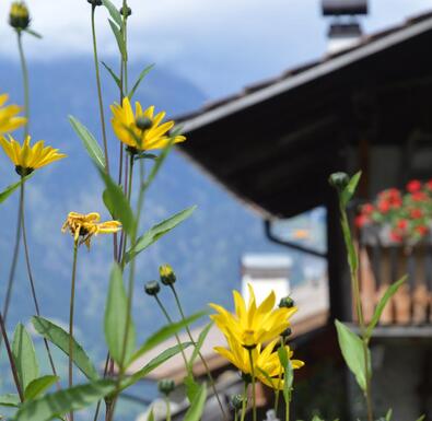 detail-blumen-02