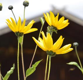 detail-blumen-03