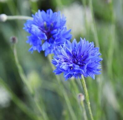 detail-blumen-07