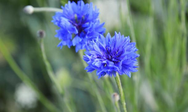 detail-blumen-07