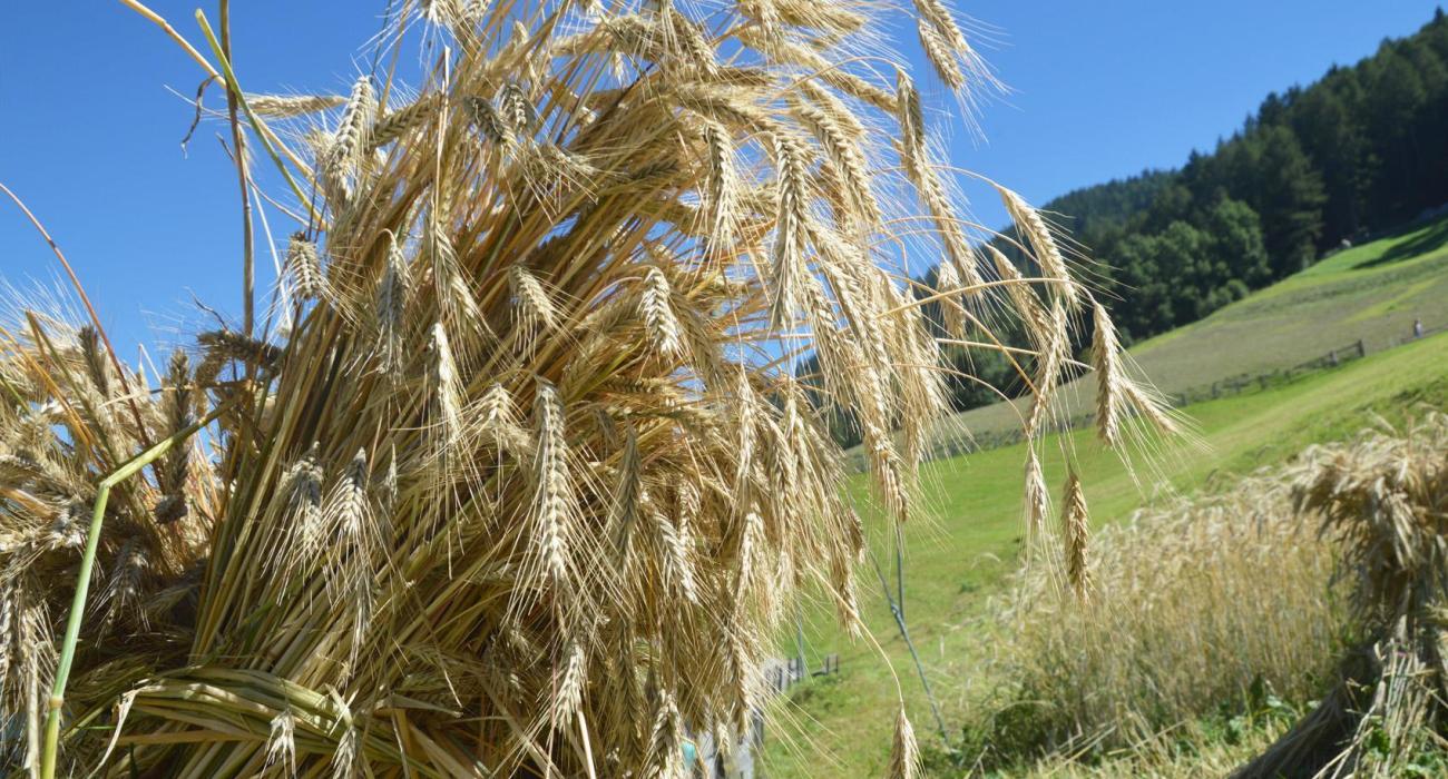 umgebung-kornfeld-03