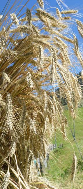 umgebung-kornfeld-03