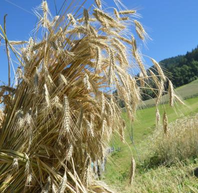 umgebung-kornfeld-03