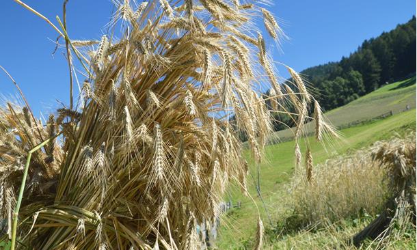 umgebung-kornfeld-03