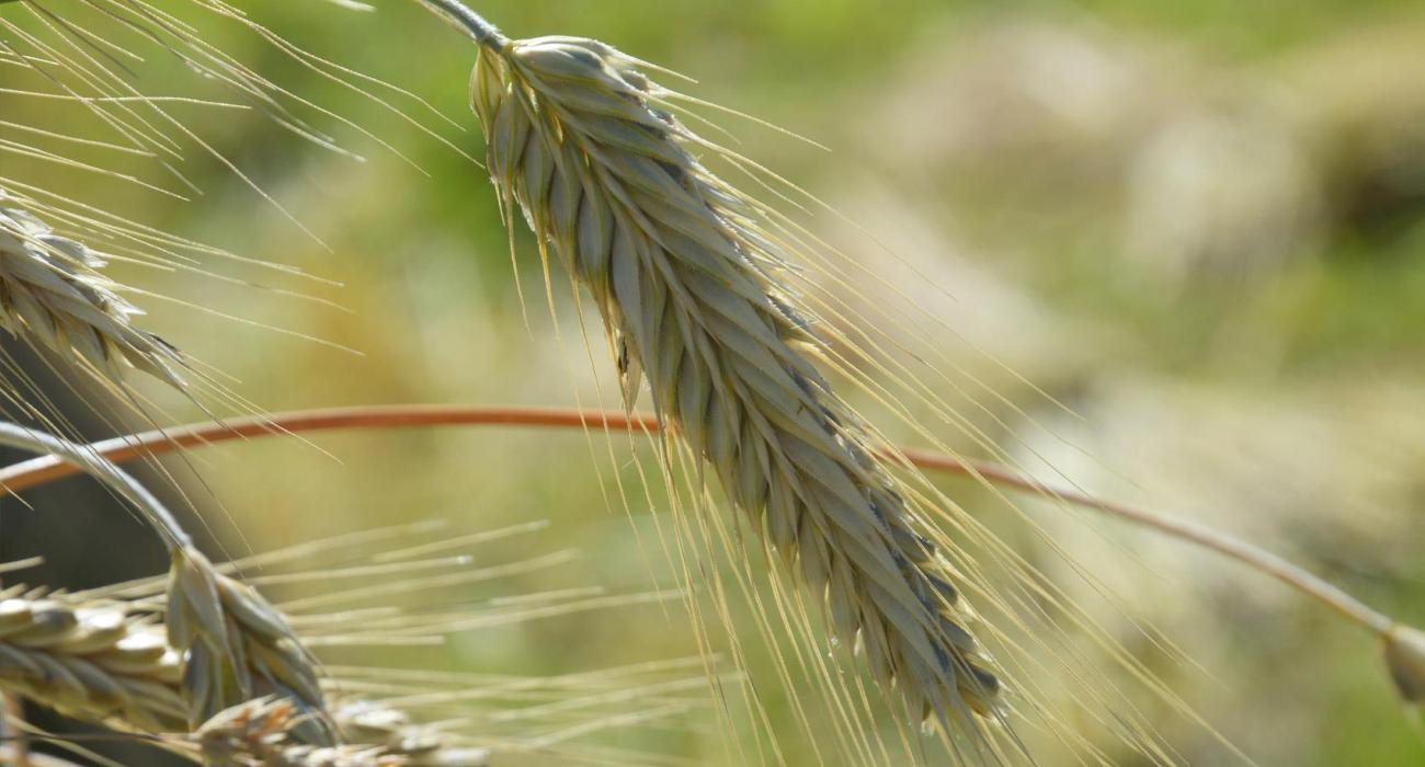 umgebung-kornfeld-01