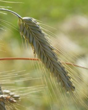 umgebung-kornfeld-01