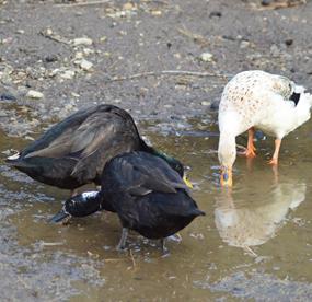 tiere-enten-01