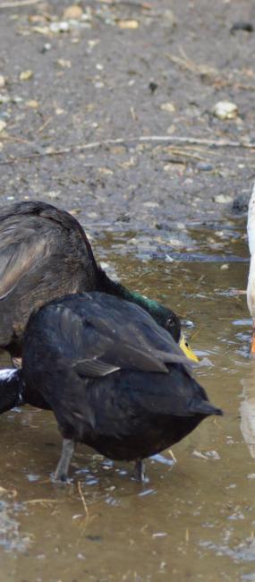 tiere-enten-01