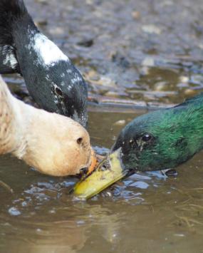 tiere-enten-02