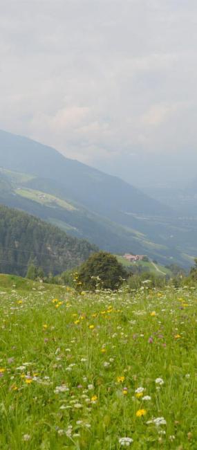 umgebung-vinschgau-sommer-01